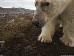 polar bear on land