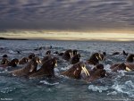 walruas,heard