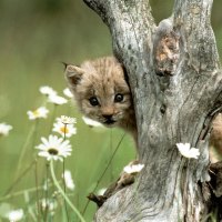 Lynx Cub