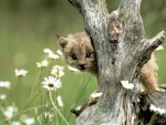 Lynx Cub