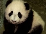 Baby Panda!!