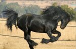 Bucking Black Horse