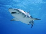 Shark