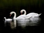 CISNES