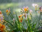 FREESIAS IN THE RAIN