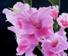 Flower of August - gladiola