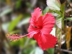 HIBISCUS