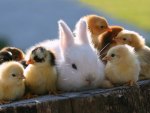 Chicks and a Bunny