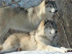 2 Wolves in the Snow