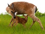 Doe and Fawn