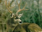 Mule Deer Lying Down