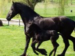 Friesian Horses