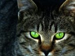 Green Eyes