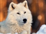 Lovely White Wolf in Snow