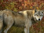 Wolf in Fall