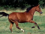 Wild Quarter Horse