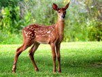 Wild Baby Fawn