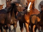 Family of Horses