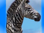 Pretty Zebra