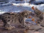 Two Small Snow Leopards