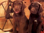 Two Chocolate Labs