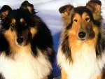 2 Collies