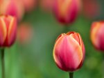 Pink tulips among a field of green grass