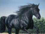 Black Horse