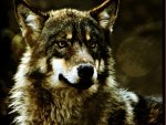 The Wolf Stare