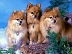 3 Pomeranian Dogs