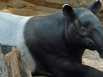 Tapir