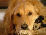 Dog and Toy