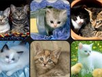 Collage of Kittys