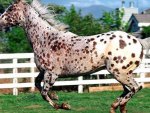 Spotted Horse