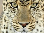 Leopard Face