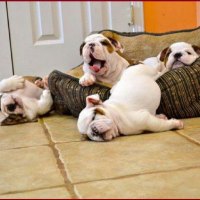 cute bag for Kate (katehatheway)