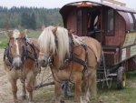 2 Wagon Horses