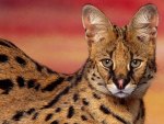 Serval Cat