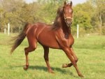 Saddlebred Horse