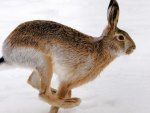 Bunny in Snow