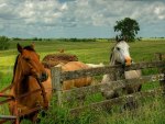 Horses Waiting