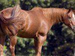 Brown Horse Standing