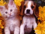 Cute Puppy and Kitten