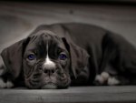 Blue Puppy Dog Eyes