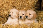 Puppies in Hay