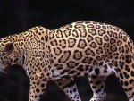 Powerful Leopard