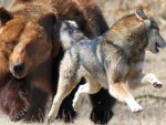 Bear Chasing Wolf