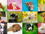 Dog Collage