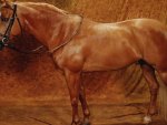 Palimino Quarter Horse