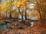footbridge in autumn forest